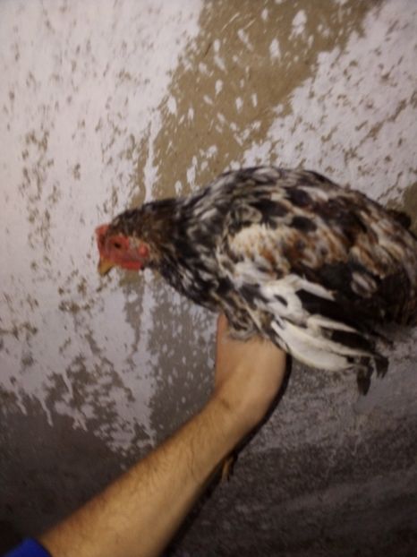  - Pui de găină mixtă moțată încălțată 2019