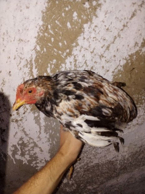  - Pui de găină mixtă moțată încălțată 2019