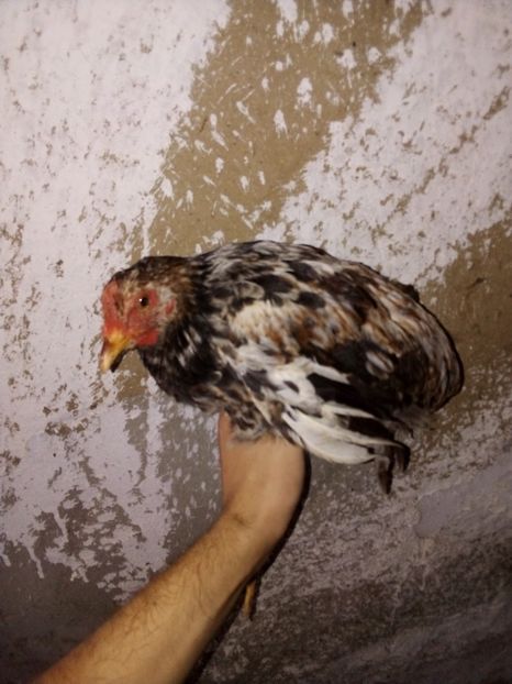  - Pui de găină mixtă moțată încălțată 2019