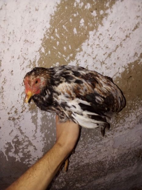  - Pui de găină mixtă moțată încălțată 2019