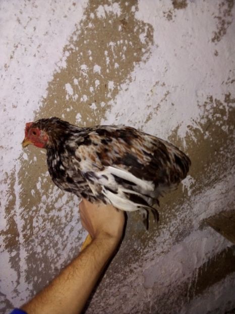  - Pui de găină mixtă moțată încălțată 2019