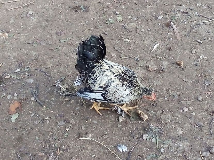  - Pui de găină mixtă moțată încălțată 2019