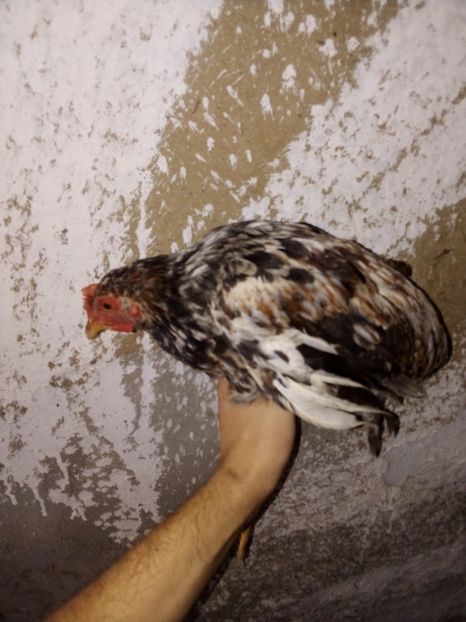  - Pui de găină mixtă moțată încălțată 2019