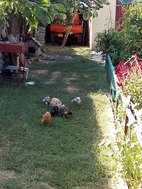  - Pui de găină mixtă moțată încălțată 2019