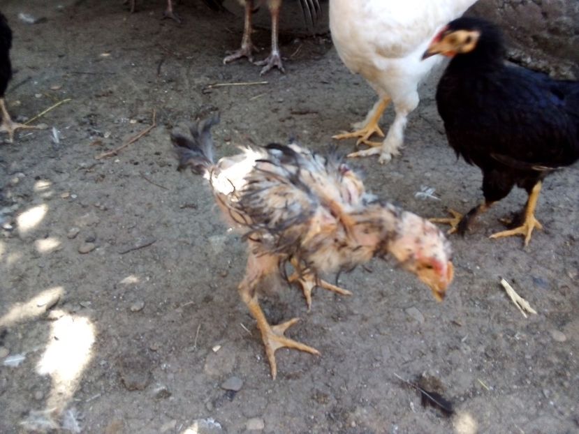  - Pui de găină mixtă moțată încălțată 2019