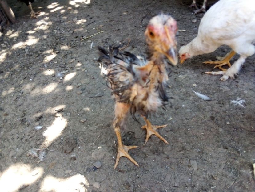  - Pui de găină mixtă moțată încălțată 2019