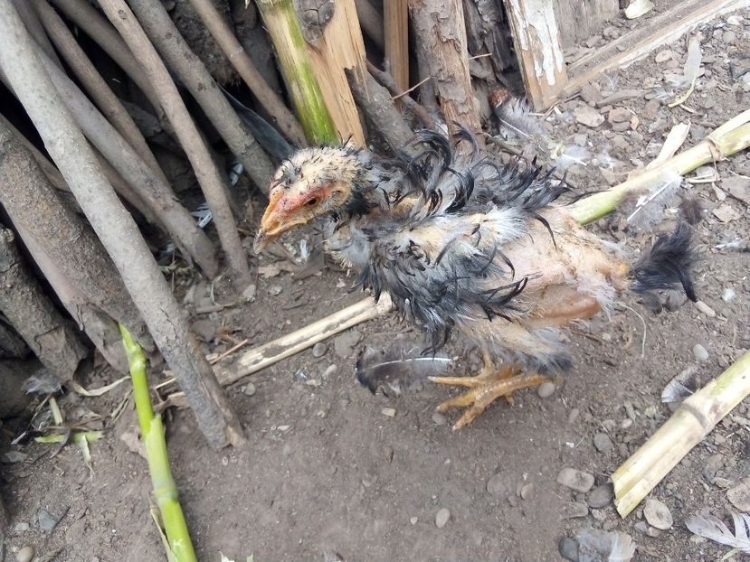  - Pui de găină mixtă moțată încălțată 2019