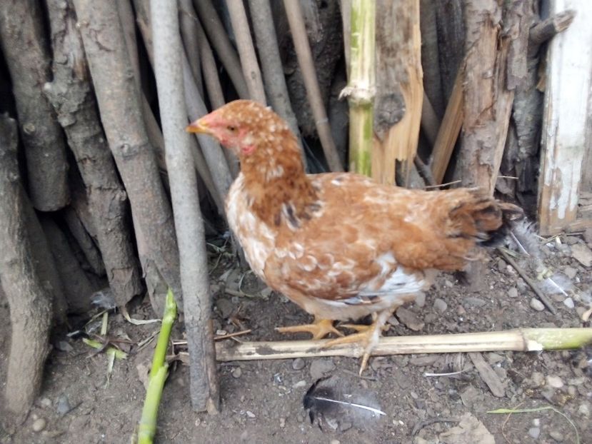  - Pui de găină mixtă moțată încălțată 2019