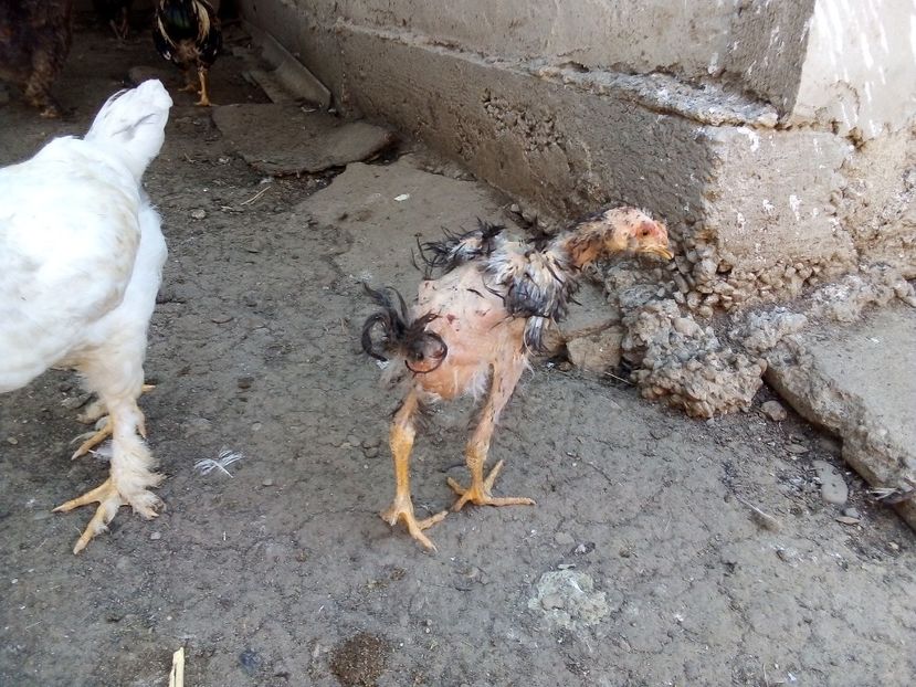  - Pui de găină mixtă moțată încălțată 2019