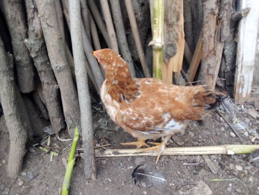  - Pui de găină mixtă moțată încălțată 2019