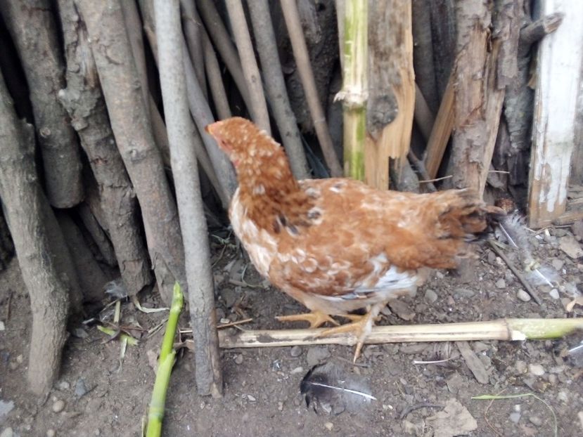  - Pui de găină mixtă moțată încălțată 2019