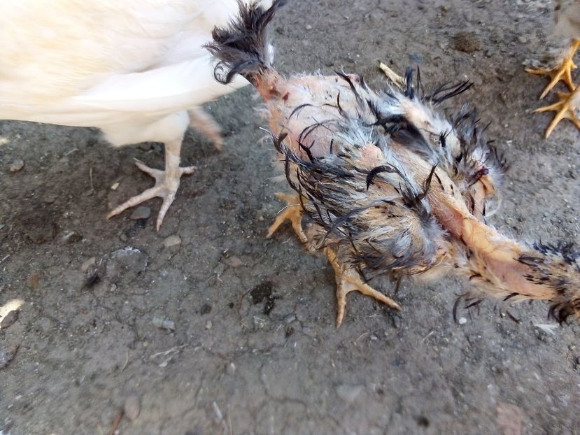  - Pui de găină mixtă moțată încălțată 2019