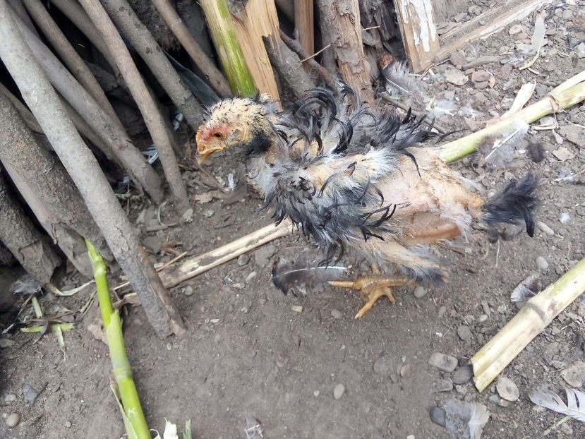  - Pui de găină mixtă moțată încălțată 2019