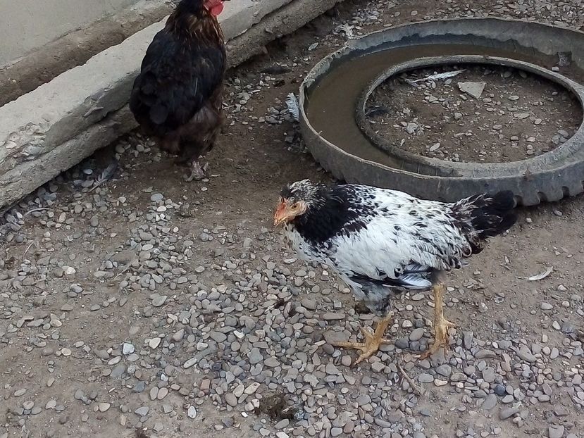  - Pui de găină mixtă moțată încălțată 2019