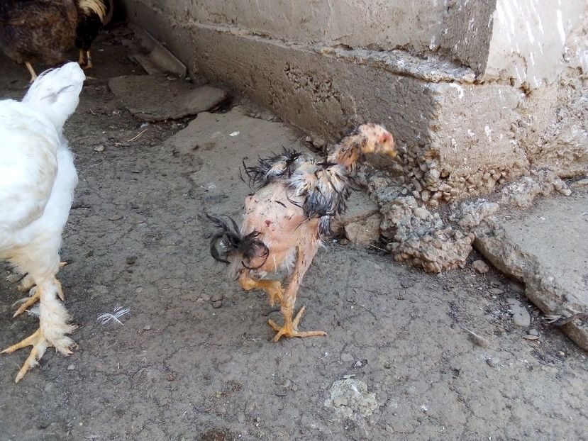  - Pui de găină mixtă moțată încălțată 2019