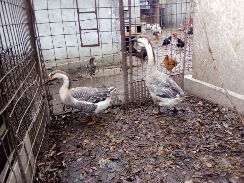  - Gâște carunculate