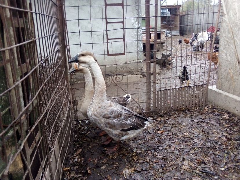  - Gâște carunculate