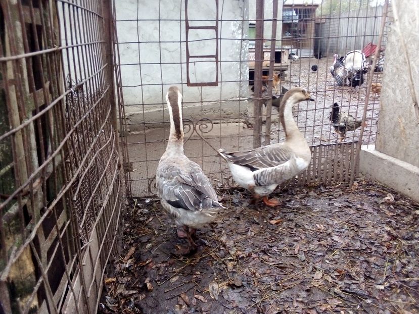  - Gâște carunculate