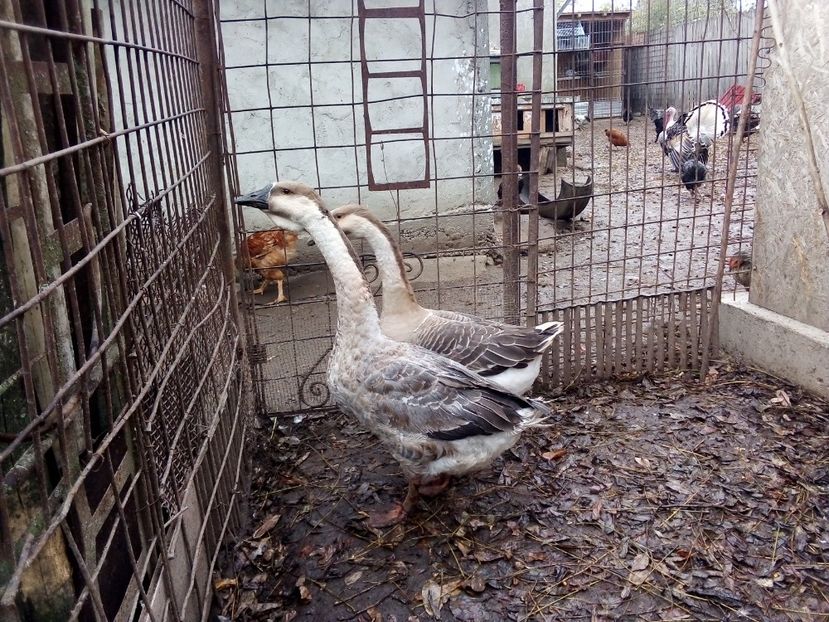  - Gâște carunculate