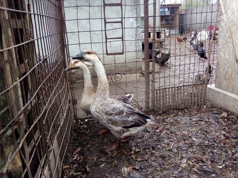  - Gâște carunculate