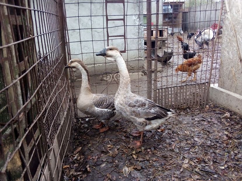  - Gâște carunculate