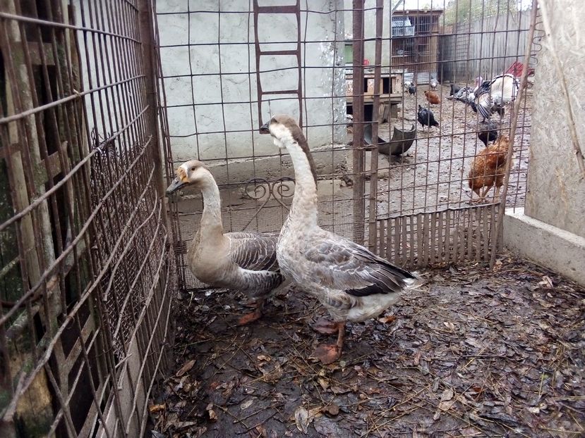  - Gâște carunculate