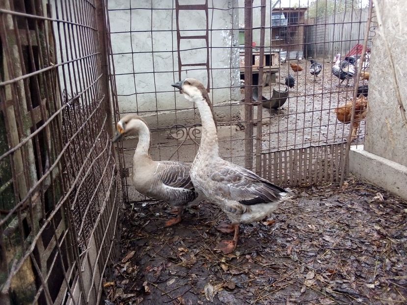  - Gâște carunculate