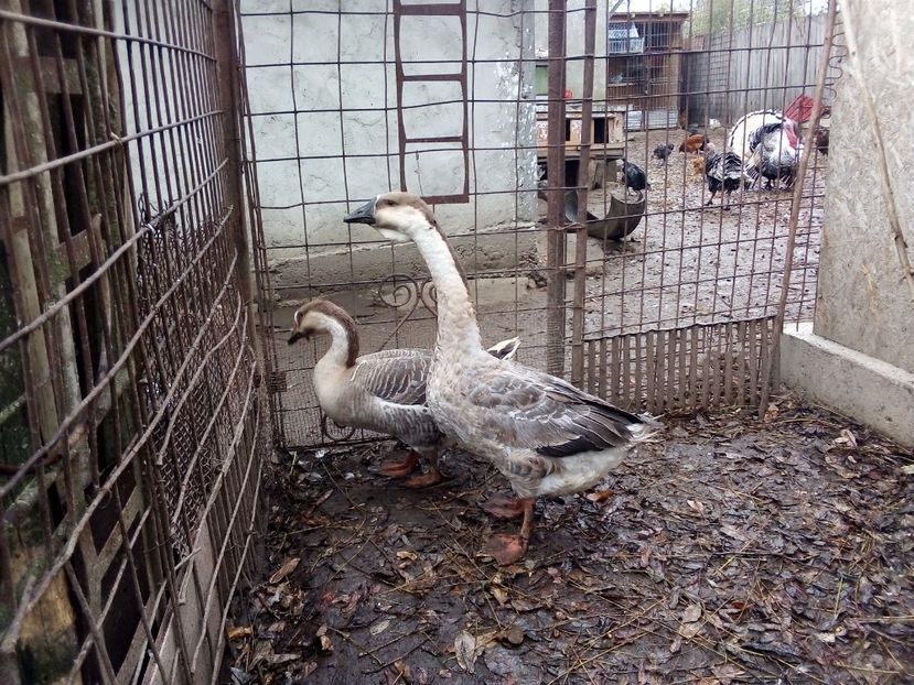  - Gâște carunculate