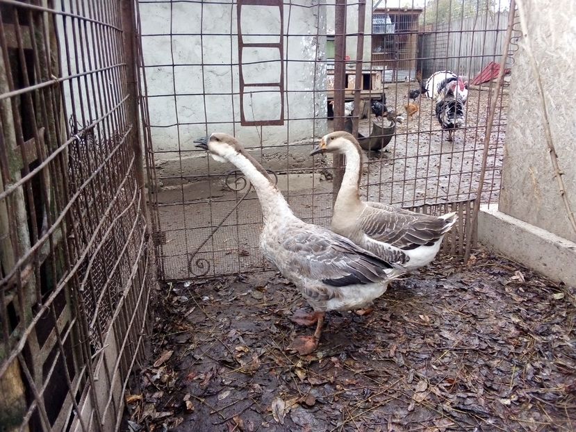  - Gâște carunculate