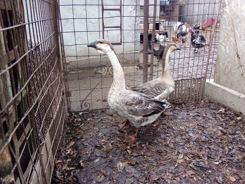  - Gâște carunculate