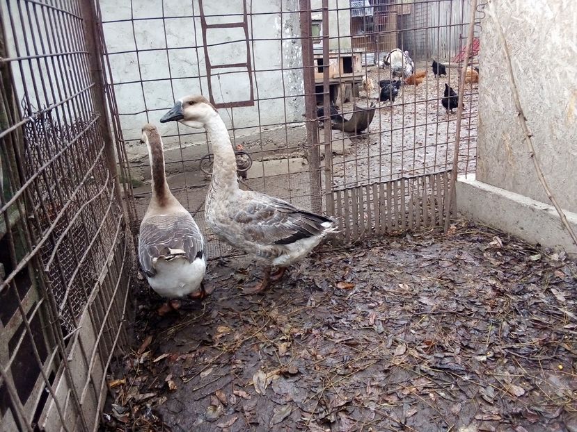  - Gâște carunculate