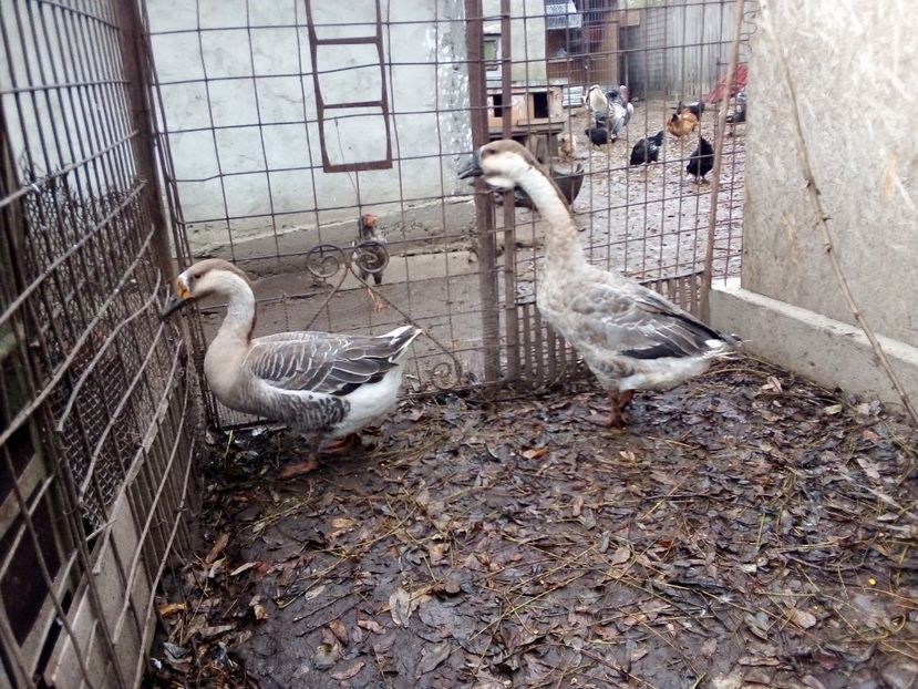  - Gâște carunculate