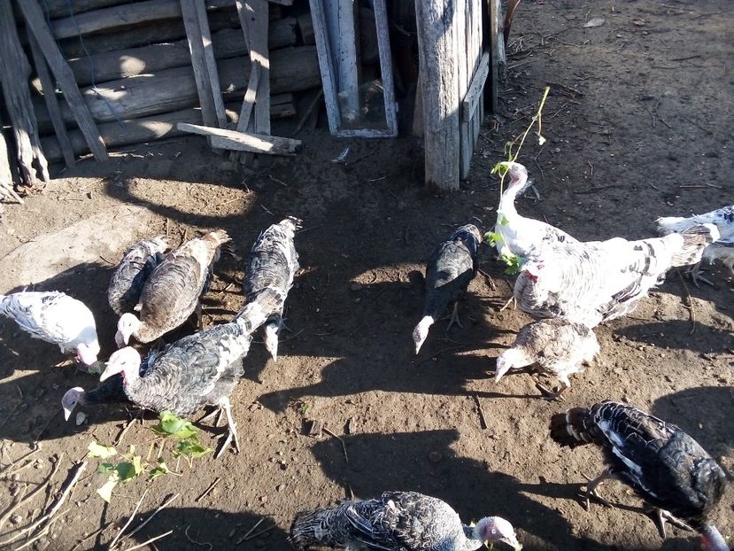  - Pui de curcă 2019