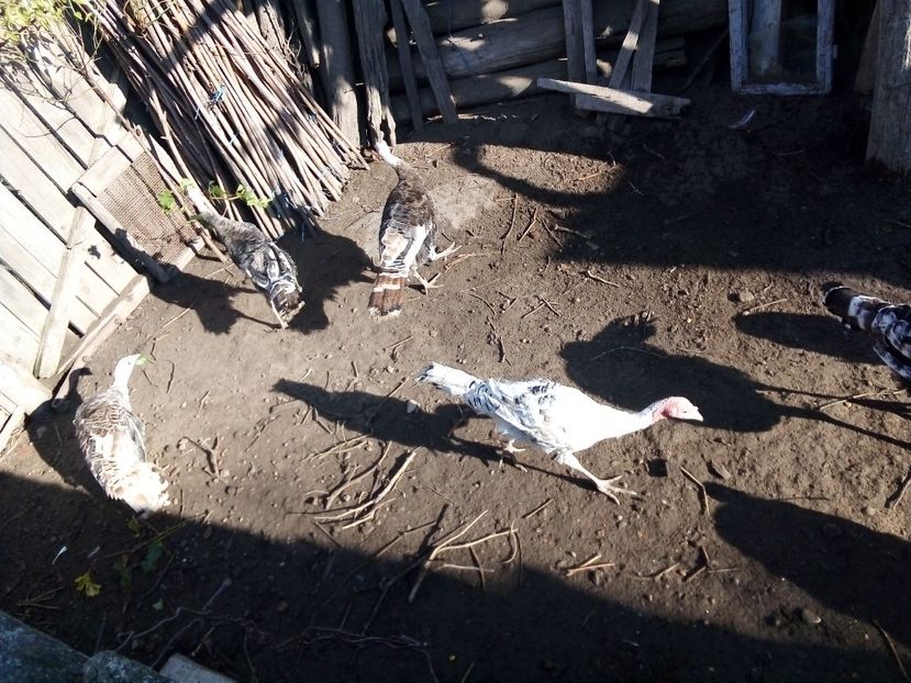  - Pui de curcă 2019