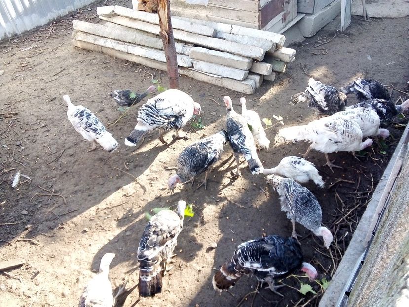  - Pui de curcă 2019