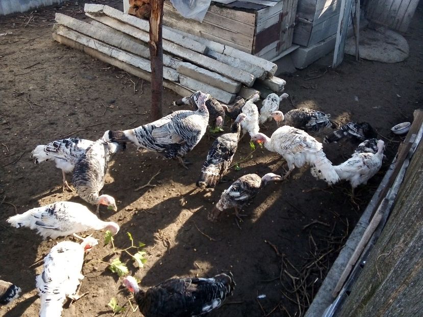  - Pui de curcă 2019