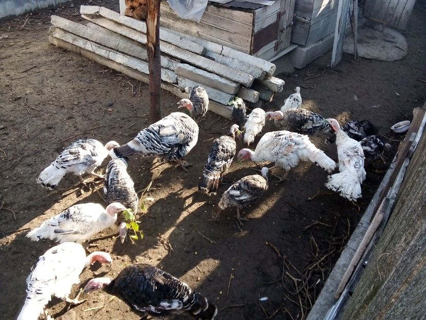  - Pui de curcă 2019