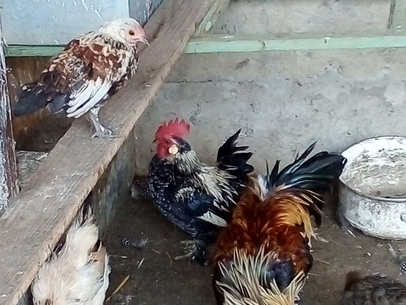  - Găini Pitice
