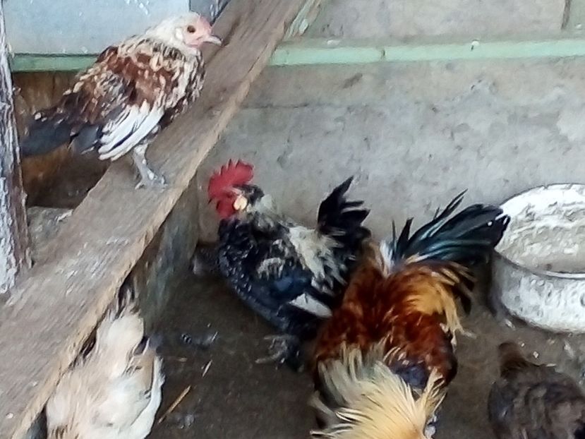  - Găini Pitice