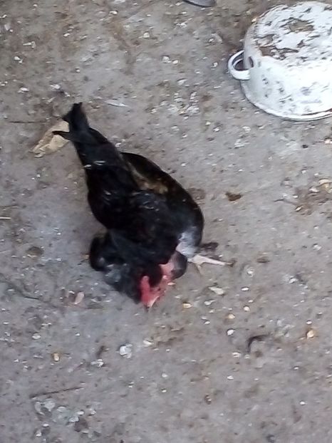  - Găini Pitice