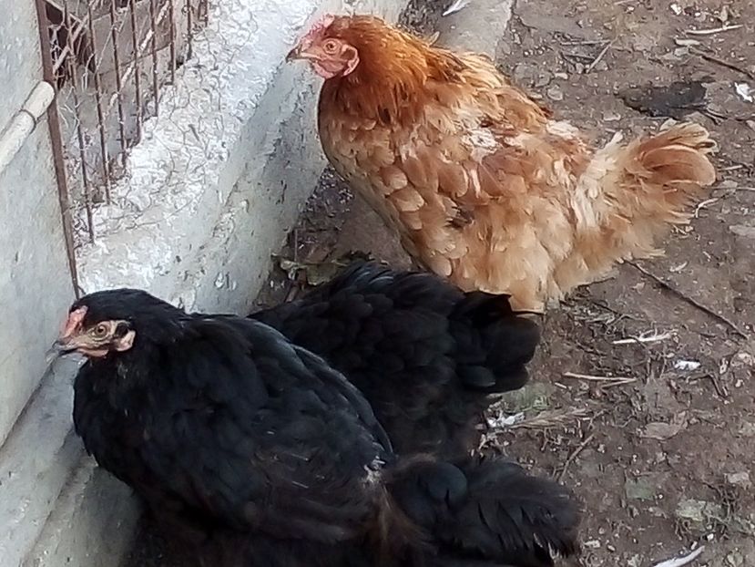  - Matca de găini mixte încălțate moțate 2019