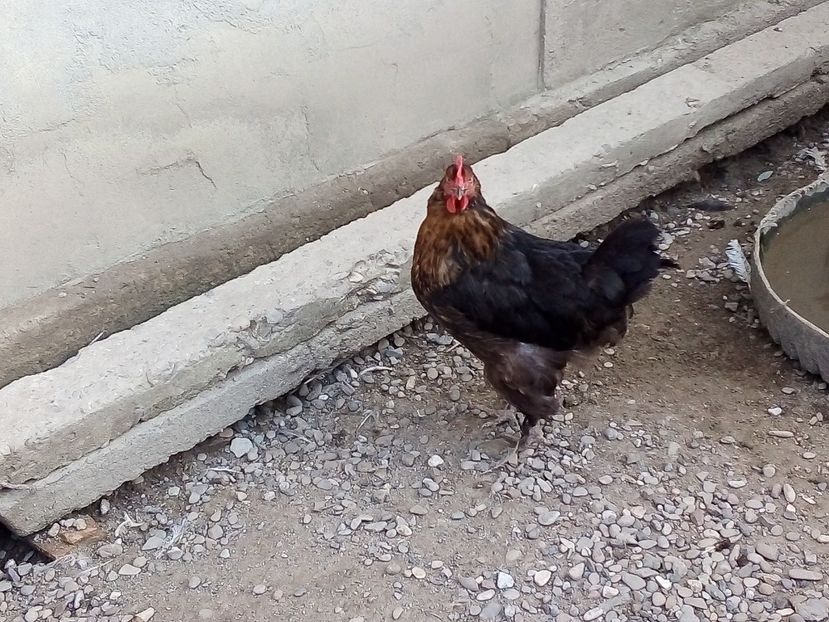  - Găini mixte moțate încălțate