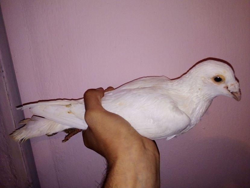  - -Porumbei Voiajori