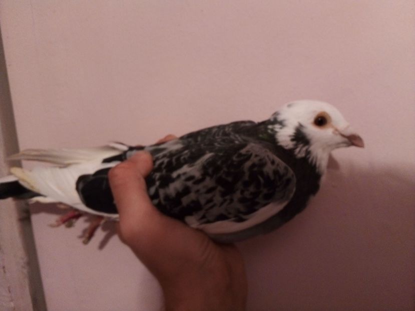  - -Porumbei Voiajori