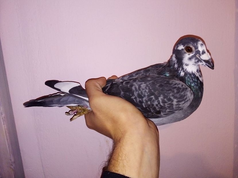  - -Porumbei Voiajori