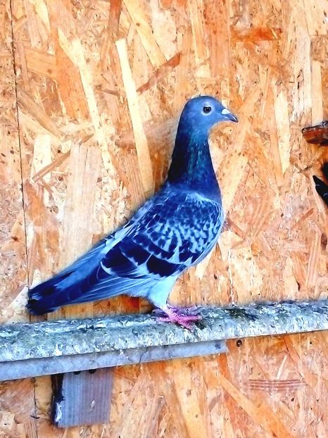  - Pui de porumbei voiajori 2019