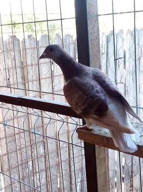  - Pui de porumbei voiajori 2019