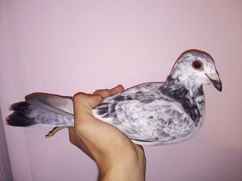  - -Porumbei Voiajori