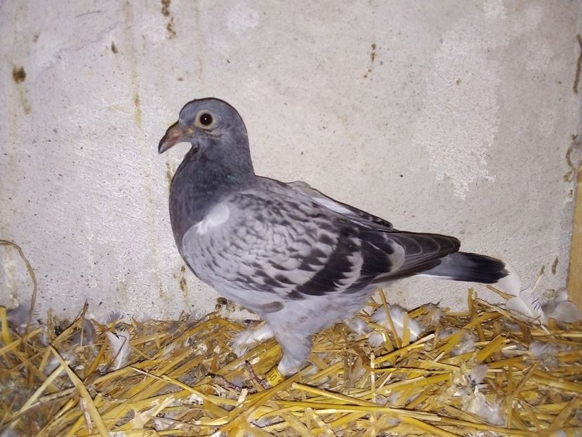  - Pui de porumbei voiajori 2019