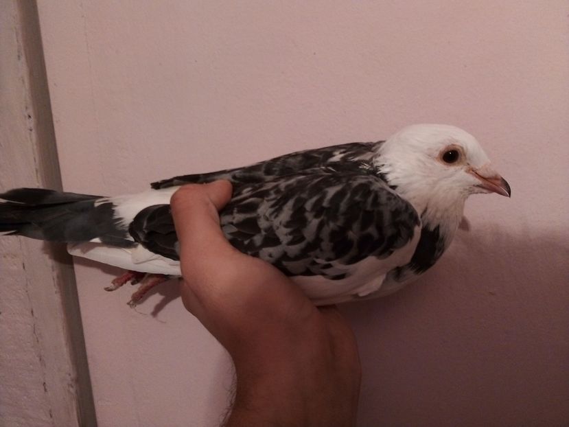  - -Porumbei Voiajori